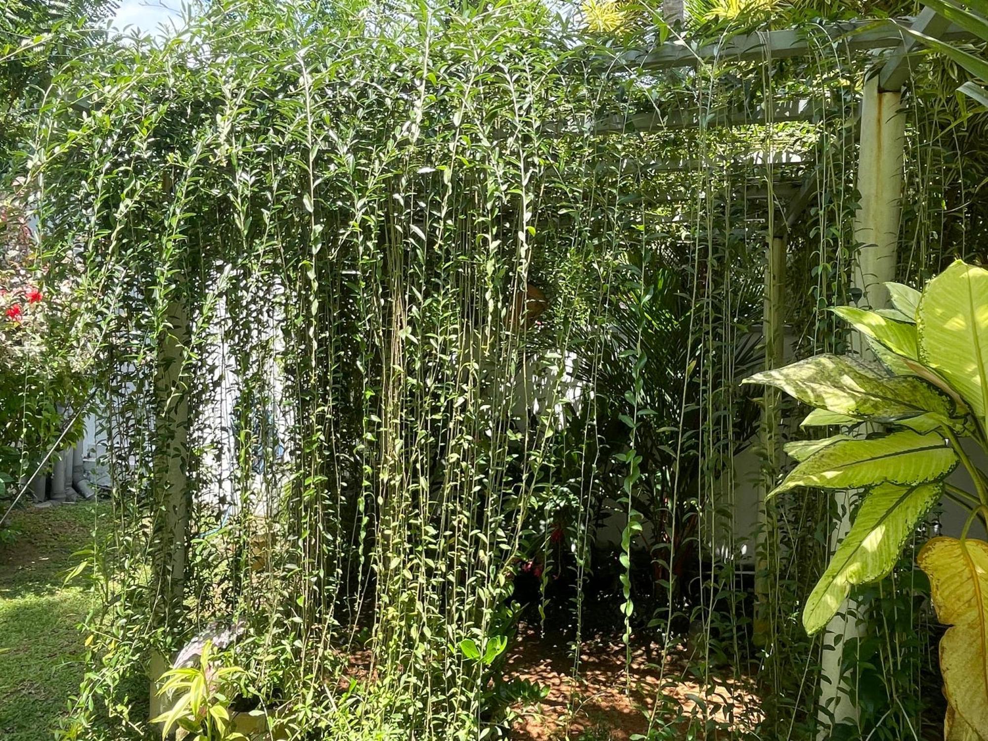Plantation House Otel Hikkaduwa Dış mekan fotoğraf